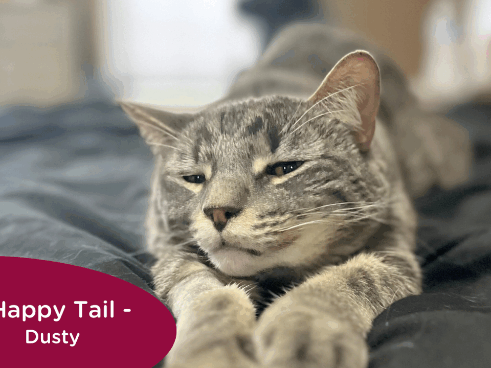 RedRover Happy Tails Logo - Dusty the cat
