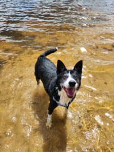 RedRover Happy Tails Bandit the dog