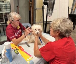 Humane Society of Tulsa deployment - RedRover Responders volunteers shaving a Maltese dog