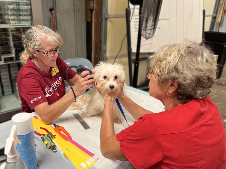 Humane Society of Tulsa deployment - RedRover Responders volunteers shaving a Maltese dog
