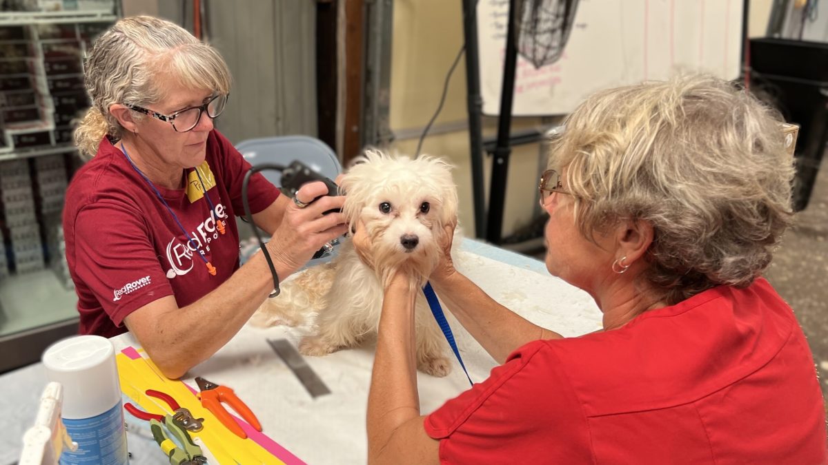 Humane Society of Tulsa deployment - RedRover Responders volunteers shaving a Maltese dog