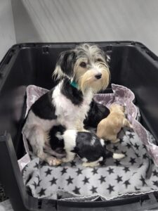 RedRover Responders deployment - HWA Cruelty Case, Maryland - Havanese mother dog feeds puppies