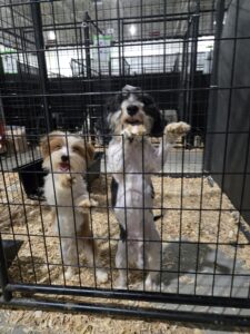 RedRover Responders deployment - HWA Cruelty Case, Maryland - Havanese dogs greet volunteer