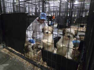 RedRover Responders deployment - HWA Cruelty Case, Maryland - volunteer plays with puppies