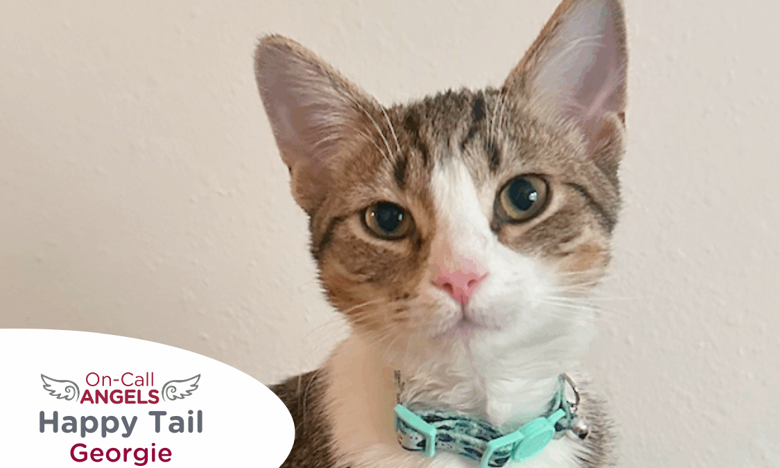 RedRover Happy Tails On-Call Angel logo Georgie the cat