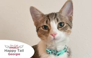 RedRover Happy Tails On-Call Angel logo Georgie the cat