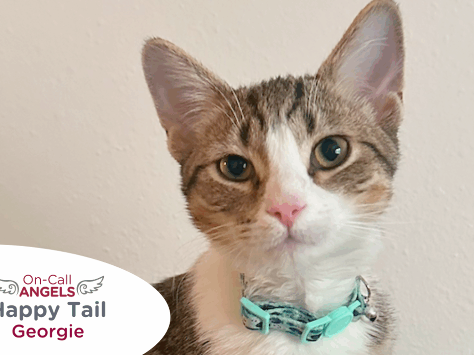 RedRover Happy Tails On-Call Angel logo Georgie the cat