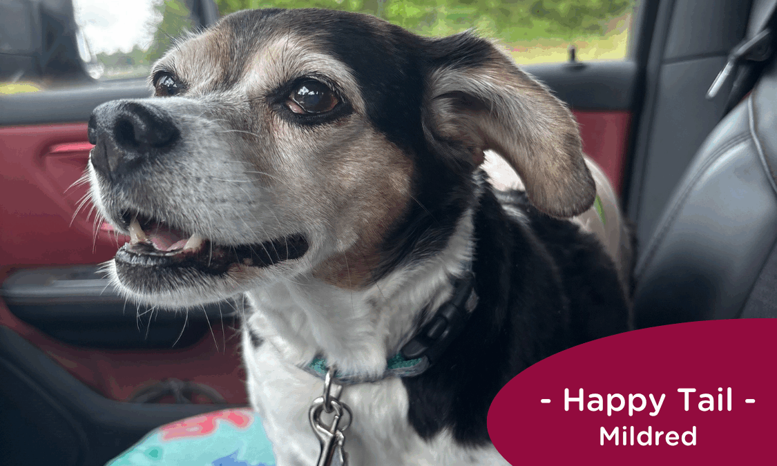 RedRover Happy Tails Logo - Mildred the dog