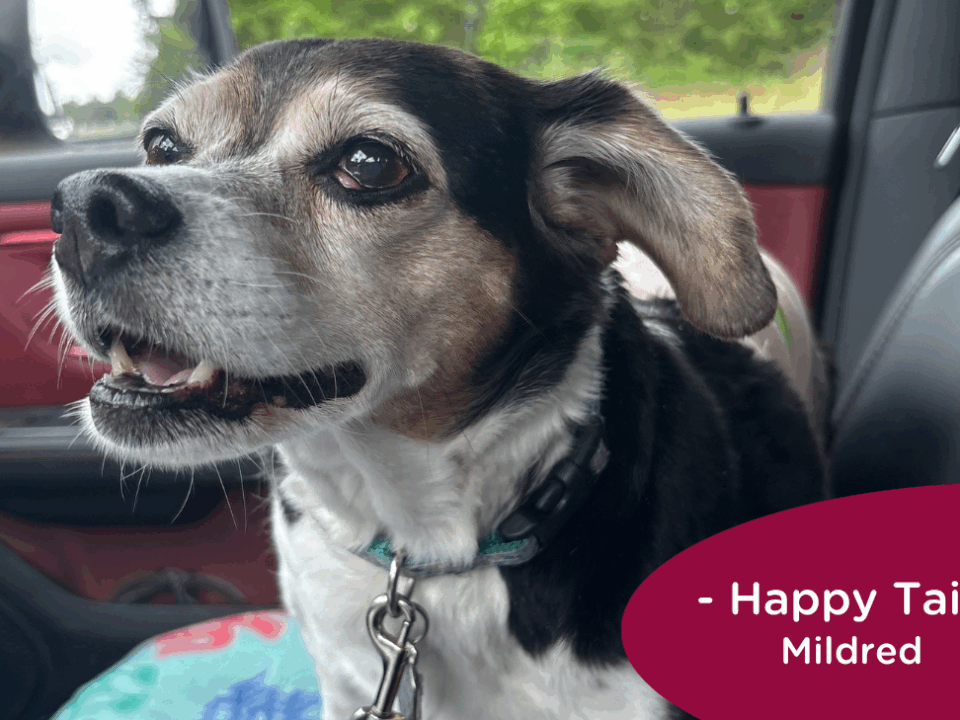 RedRover Happy Tails Logo - Mildred the dog