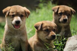 A group of puppies sits in a field