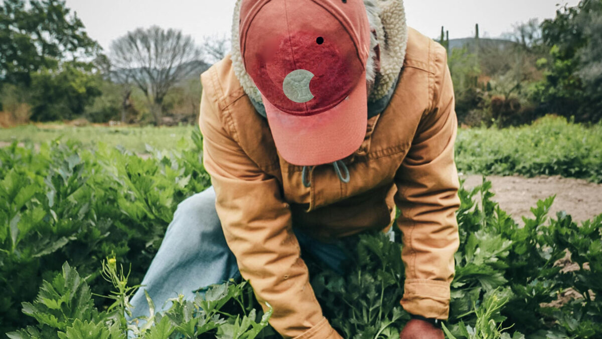 A farmworker pulls crops in a field