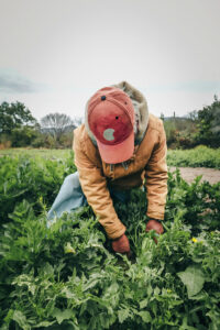 A farmworker pulls crops in a field