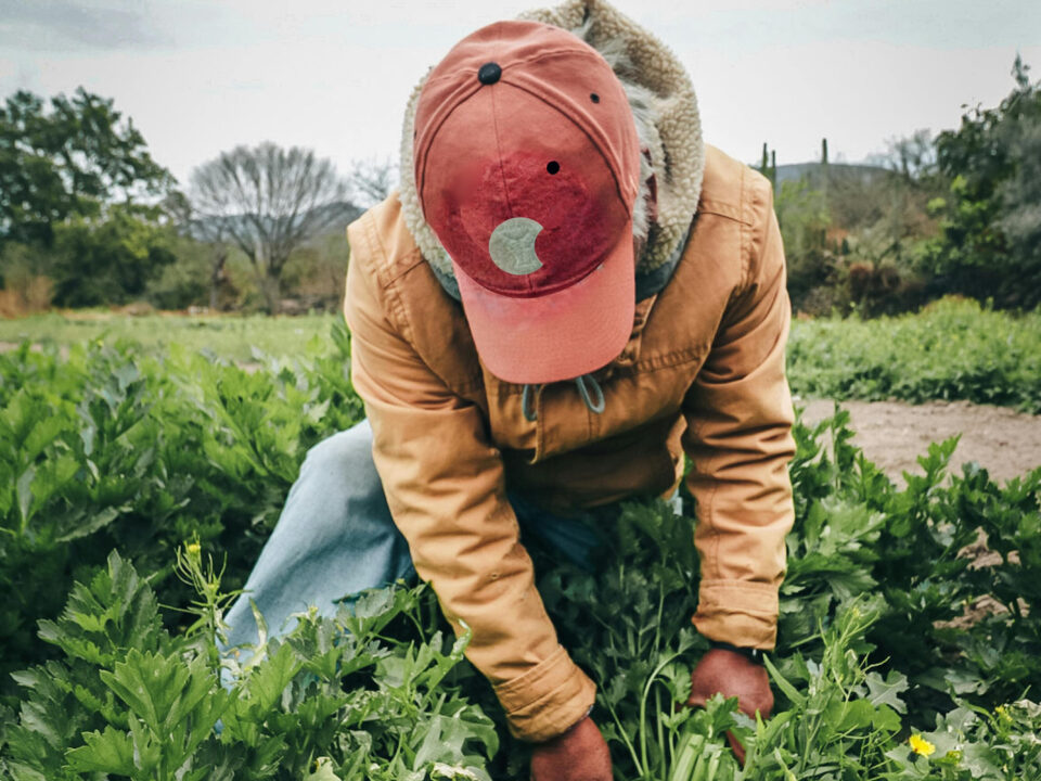 A farmworker pulls crops in a field