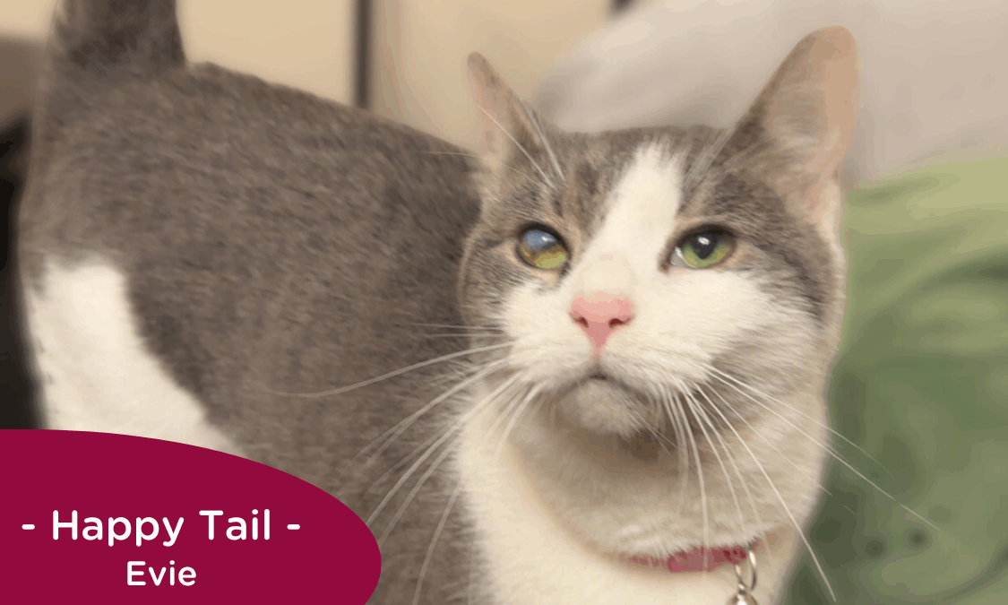 RedRover Happy Tails Logo - Evie the cat
