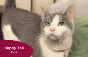 RedRover Happy Tails Logo - Evie the cat