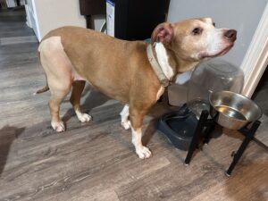 Roxy the pitbull, RedRover Relief Urgent Care grantee