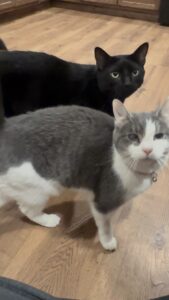 RedRover Relief Urgent Care grantee Evie the cat and her brother Batman