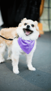 Pomeranian wears a RedRover Pets Are Family bandana at the SSPCA Gala 2025