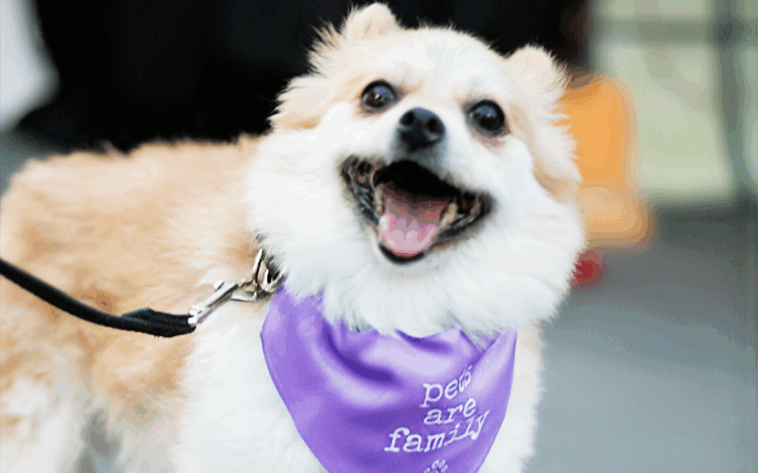 Pomeranian wears a RedRover Pets Are Family bandana at the SSPCA Gala 2025