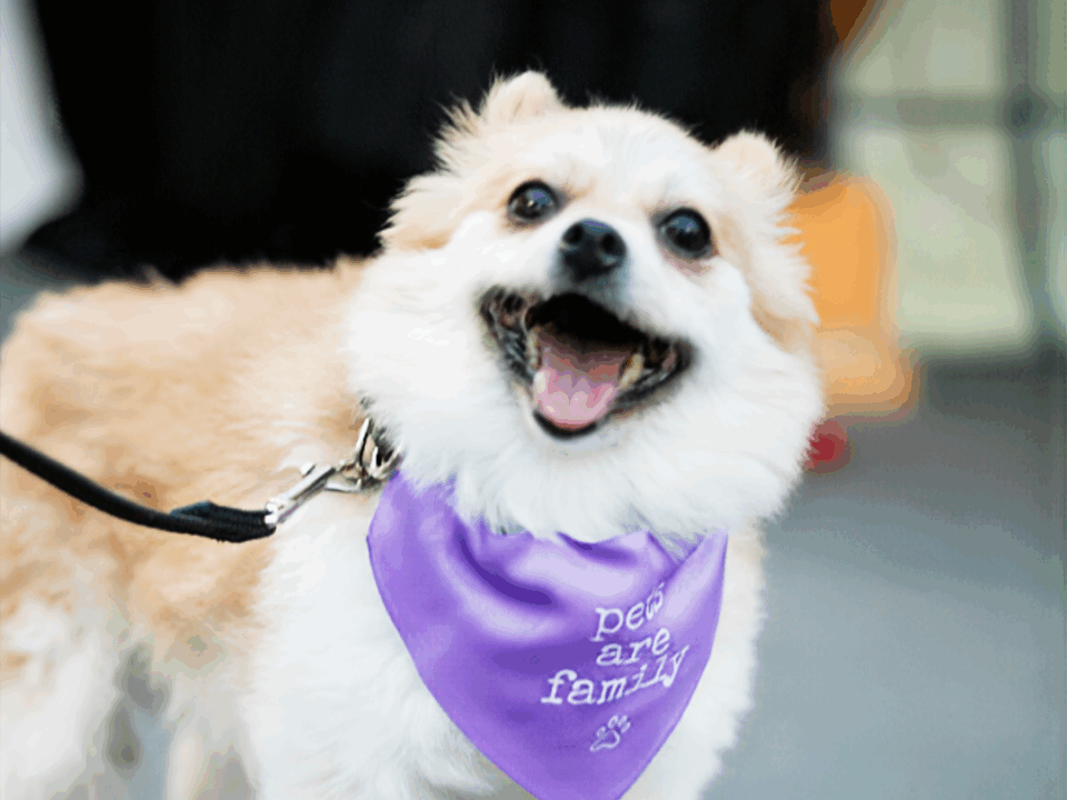 Pomeranian wears a RedRover Pets Are Family bandana at the SSPCA Gala 2025