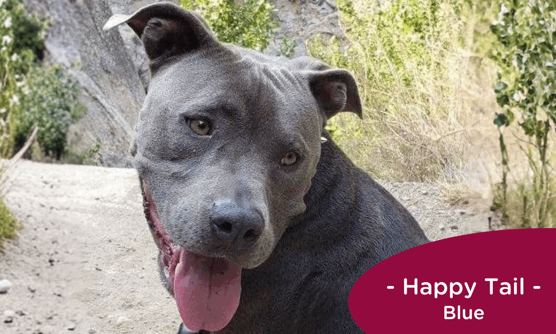 RedRover Happy Tails Logo - Blue the pitbull