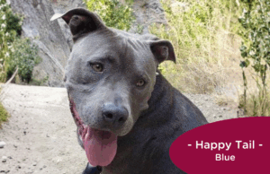 RedRover Happy Tails Logo - Blue the pitbull