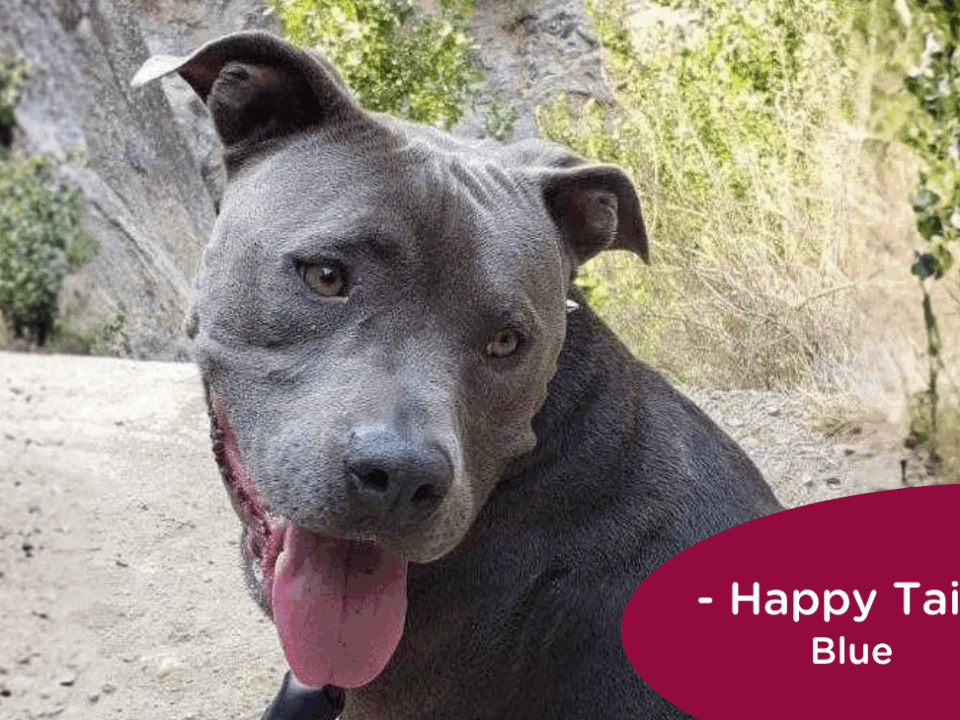 RedRover Happy Tails Logo - Blue the pitbull