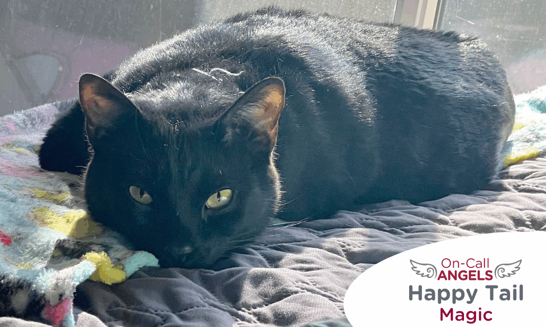 RedRover Relief On-Call Angels Logo with Magic the black cat