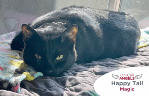 RedRover Relief On-Call Angels Logo with Magic the black cat