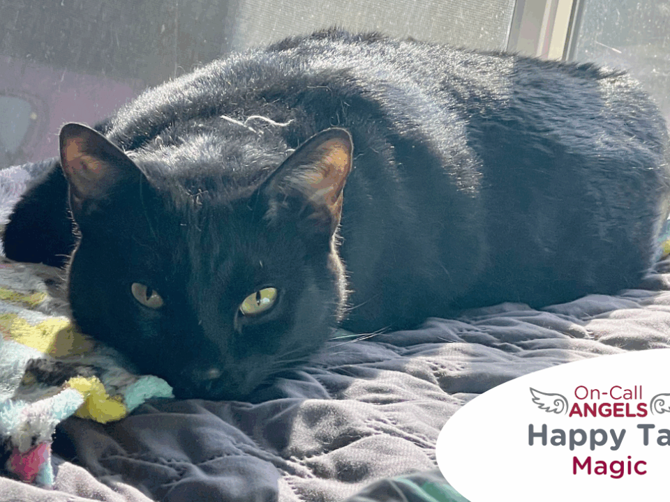 RedRover Relief On-Call Angels Logo with Magic the black cat