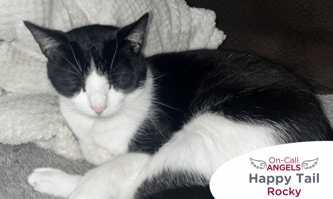 RedRover Relief On-Call Angels Logo with Rocky the cow cat