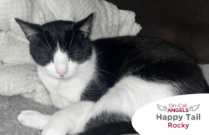 RedRover Relief On-Call Angels Logo with Rocky the cow cat