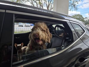 RedRover Responders Deployment with PAWS of NE LA with spay/neuter vouchers provided by Tito's Handmade Vodka, the Vodka for Dog People