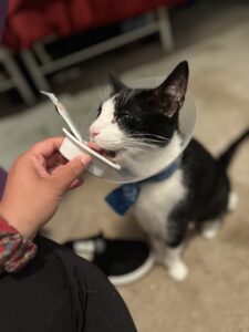 RedRover Relief On-Call Angels grantee, Rocky the cow cat