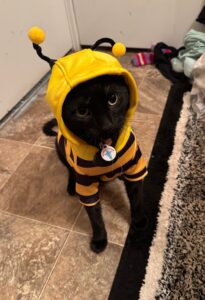 RedRover Relief On-Call Angels grantee, Magic the black cat