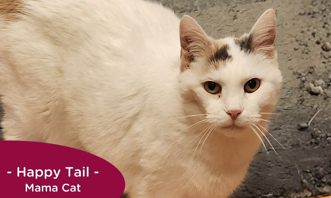 RedRover Relief Urgent Care grantee - Mama Cat