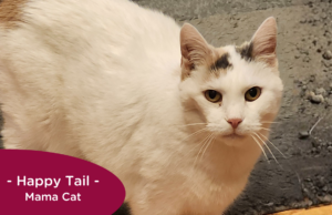 RedRover Relief Urgent Care grantee - Mama Cat