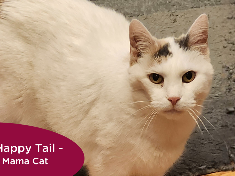 RedRover Relief Urgent Care grantee - Mama Cat