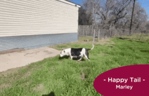 RedRover Relief Urgent Care grantee - Marley the pitbull