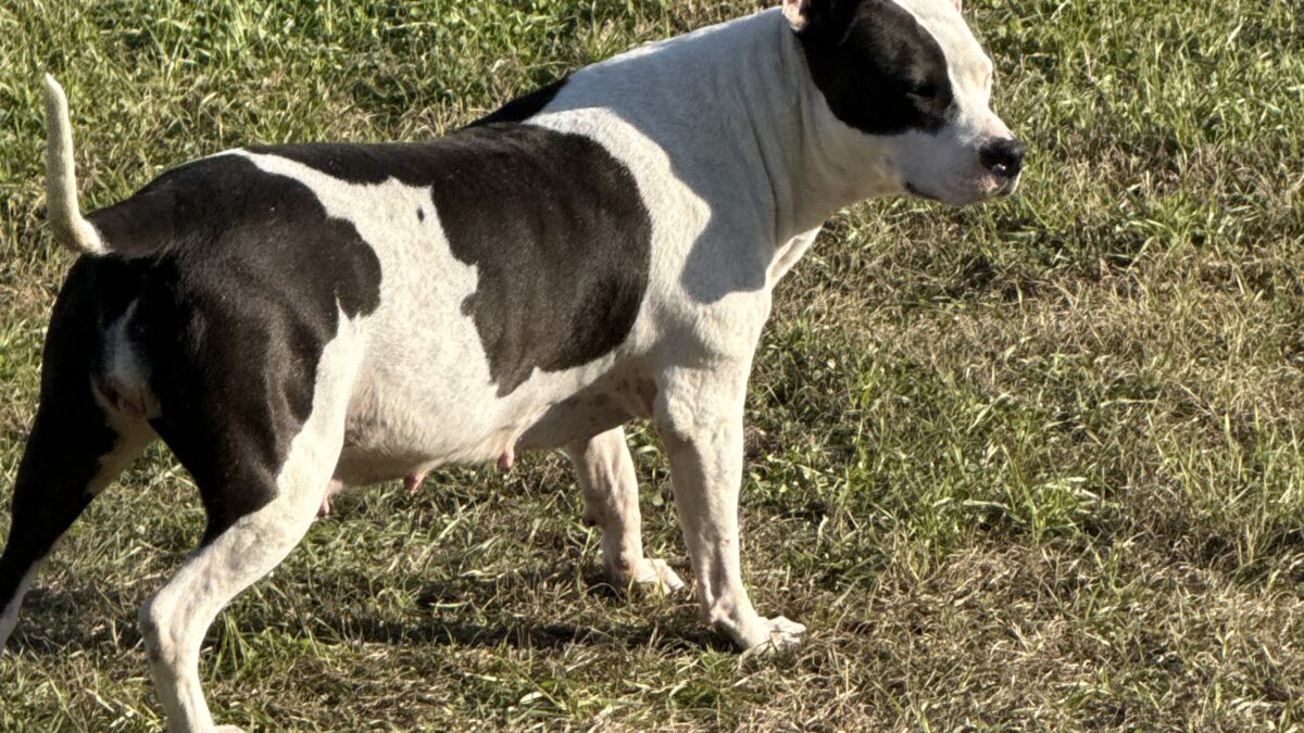 RedRover Relief Urgent Care grantee - Marley the pitbull