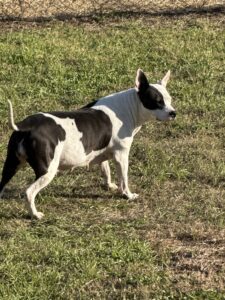 RedRover Relief Urgent Care grantee - Marley the pitbull
