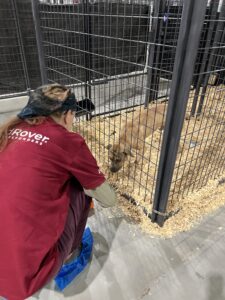 RedRover Responders dogfighting deployment with Humane World for Animals