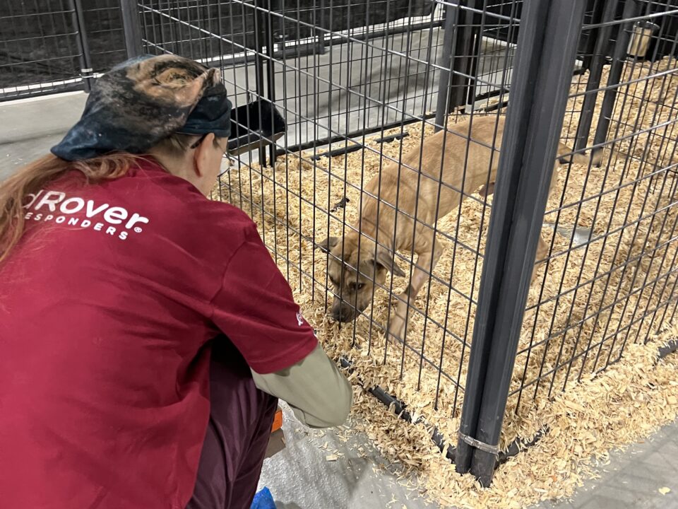RedRover Responders dogfighting deployment with Humane World for Animals