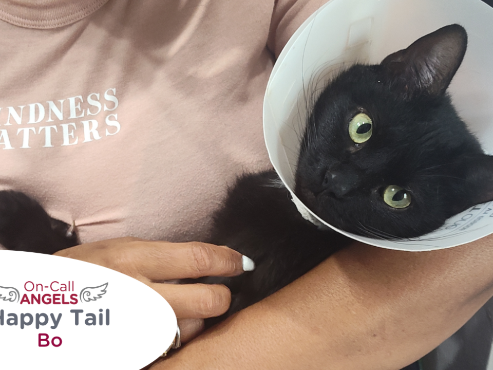 RedRover Relief On-Call Angel Urgent Care grantee - Bo