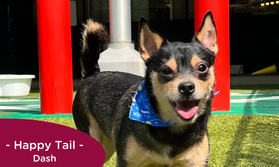 RedRover Relief Urgent Care grantee - Dash