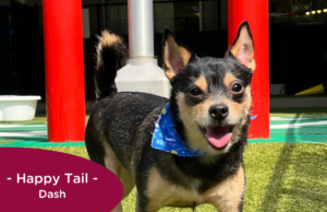 RedRover Relief Urgent Care grantee - Dash