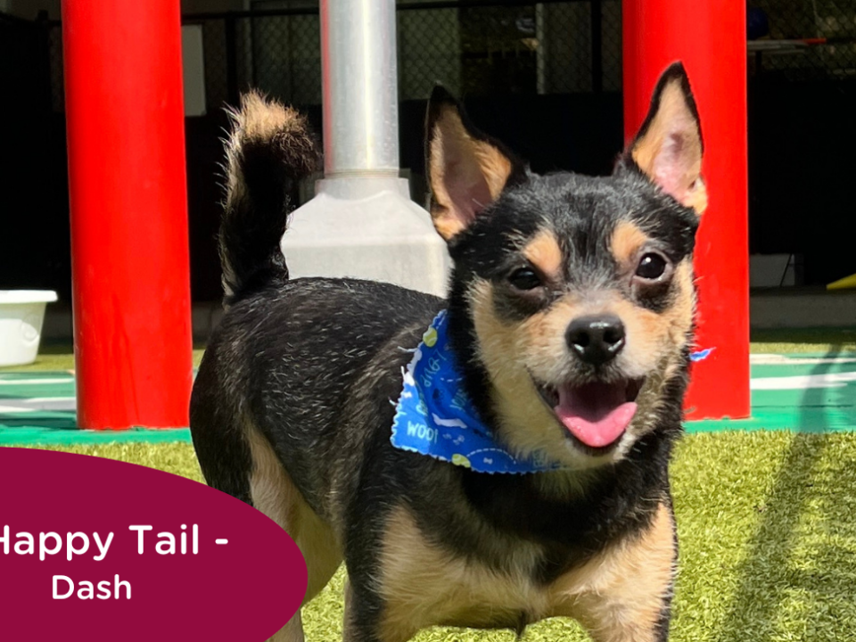 RedRover Relief Urgent Care grantee - Dash