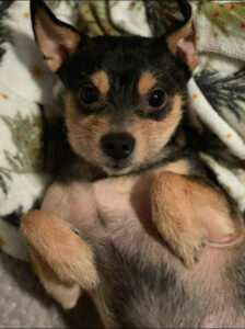 RedRover Relief Urgent Care grantee - Dash