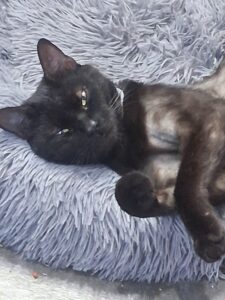 RedRover Relief On-Call Angel Urgent Care grantee - Bo