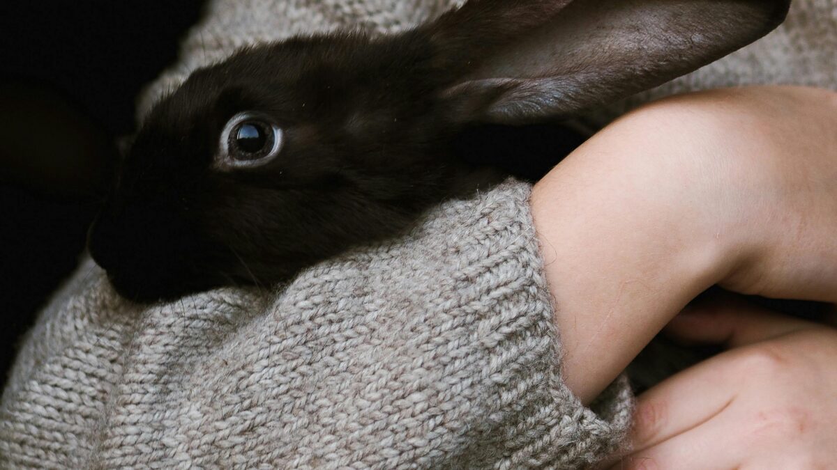 DVAM 2025 Stock 9 - woman holding rabbit